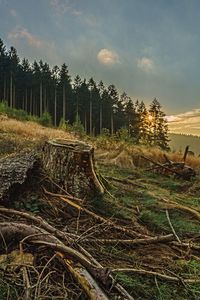 Trees on field against sky