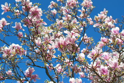 Low angle view of magnolia tree against the sky