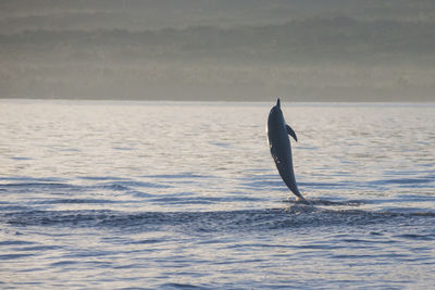 Dolphin jumping in sea against mountain