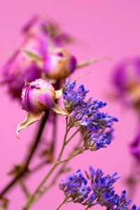 Close-up of pink flowering plant