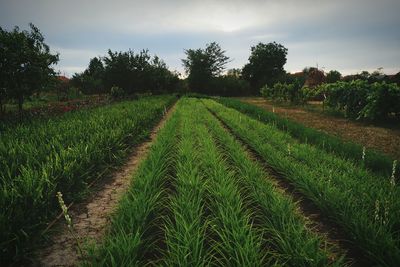 Scenic view of agricultural field against sky