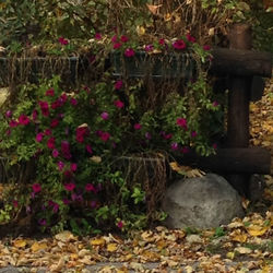 Plant growing on a tree