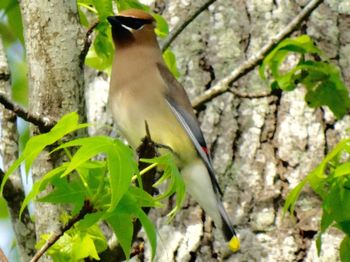 Close-up of bird perching on tree