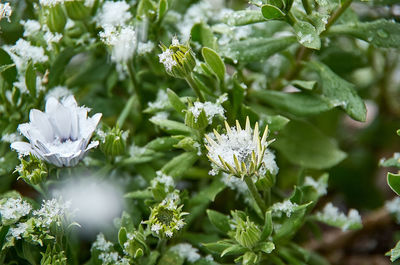 Close-up of white flowering plant