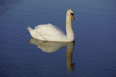 Swan swimming in lake