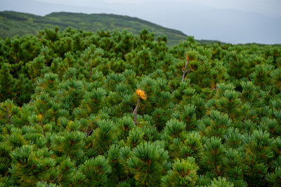 Close-up of flowering plants on field