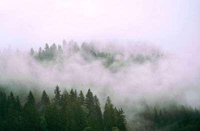 Pine trees in foggy weather