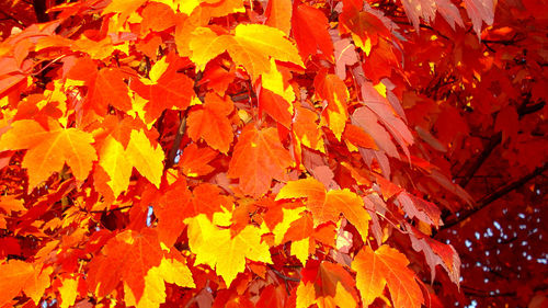 Close-up of leaves