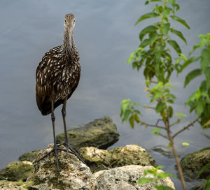 Bird perching on rock