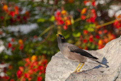 Close-up of bird perching on rock