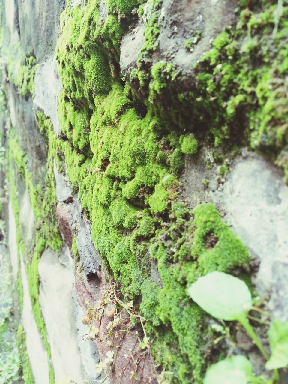 green color, growth, plant, moss, rock - object, nature, growing, close-up, beauty in nature, leaf, tranquility, high angle view, day, outdoors, forest, rock, grass, stone - object, green, no people
