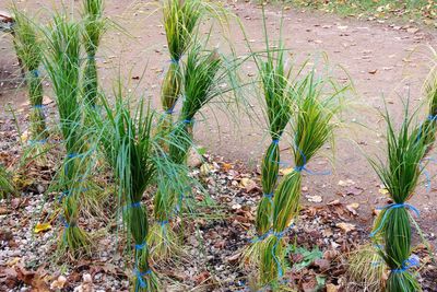 Full frame shot of plants