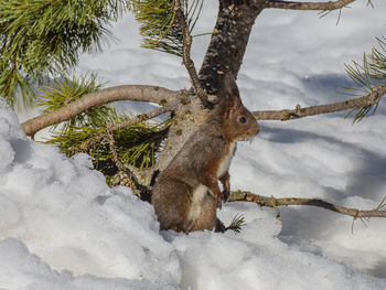 Squirrel on snow covered land