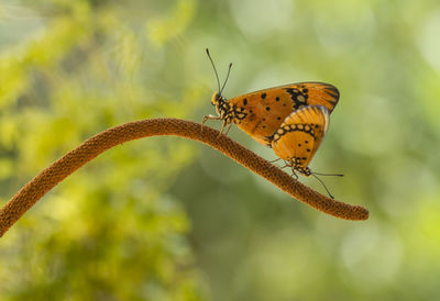 Close-up of butterflies on plant stem