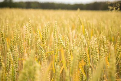 Beautiful wheat field close-up, soon getting ripe. farm field in summer.