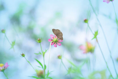 Close-up of pink flower