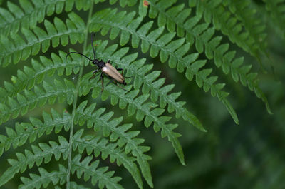 High angle view of insect on leaf