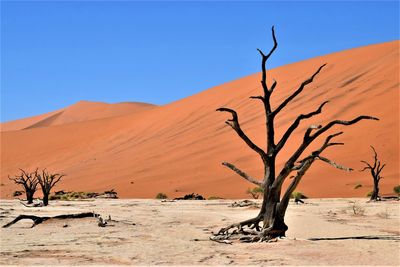 Bare tree on desert against sky