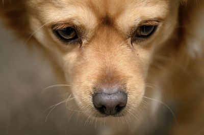 Close-up portrait of golden retriever