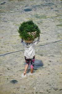 Rear view of woman carrying seaweed at beach