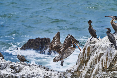 Peruvian pelican, pelecanus thagus and guanay cormorant or guanay shag, leucocarbo bougainvillii