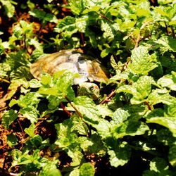 Close-up of insect on plant