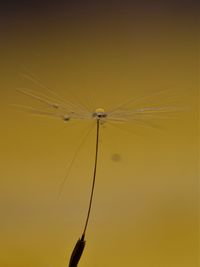 Close-up of damselfly on water