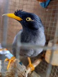 Close-up of bird perching