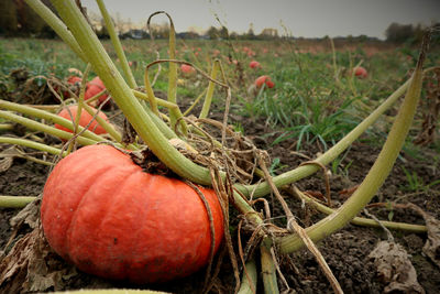 Close-up of fresh fruits in field