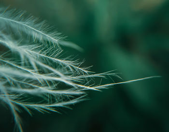 Close-up of dandelion growing outdoors