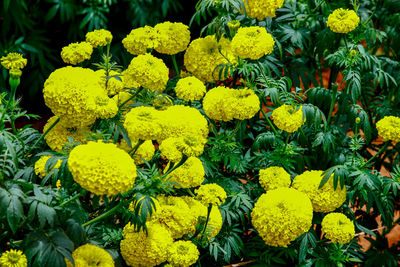 The yellow marigold flowers 