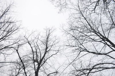 Low angle view of bare trees against sky