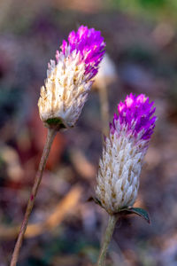 Close-up of purple flowering plant on field