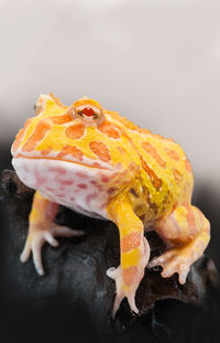 Close-up of yellow lizard