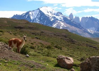 View of a horse on mountain range