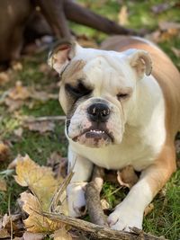 Close-up portrait of bulldog on field