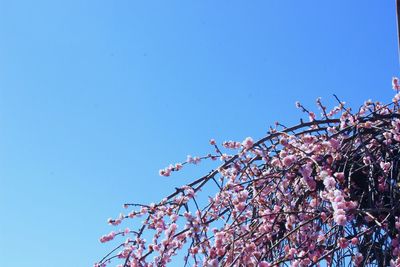 Low angle view of cherry blossoms against blue sky