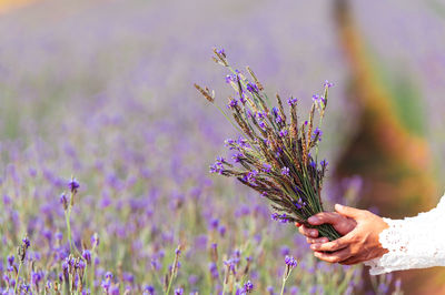 Close-up of hand on purple flowering plant against blurred background