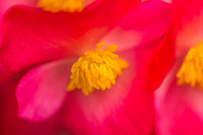 Close-up of pink hibiscus