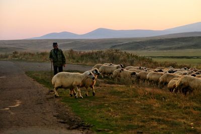 Farmer grazing sheep on field during sunset