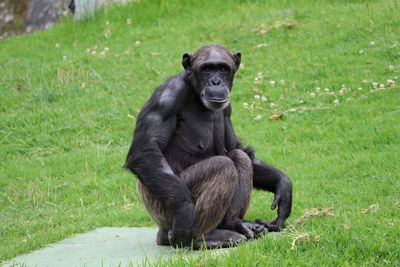 Portrait of chimpanzee on grassy field at zoo