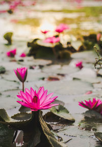 Close-up of pink water lily in lake