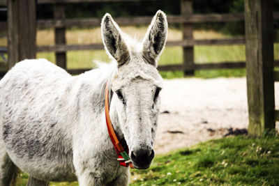 Close-up of a horse on field