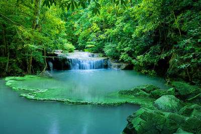 Scenic view of waterfall in forest