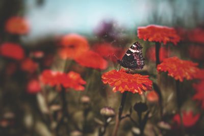 Close-up of butterfly pollinating on flower