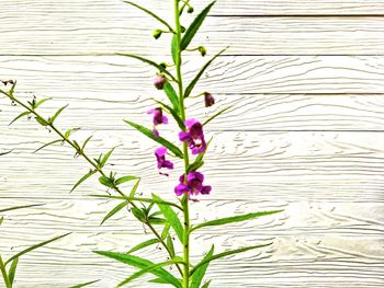 Close-up of pink flowering plant