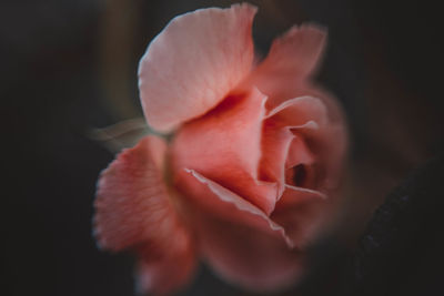 Close-up of rose flower