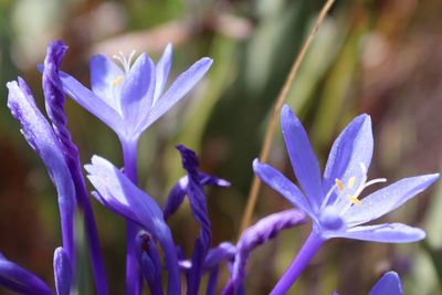 Close-up of purple crocus flowers