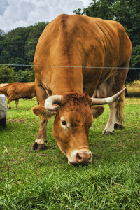 Cows in a field