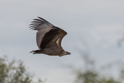 Low angle view of eagle flying in sky